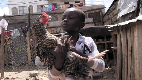 ZappDoc: Mensjesrechten  | Kippen voor Kimaru
